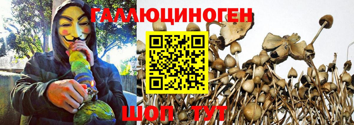 Вятские Поляны  Псилоцибиновые грибы Cubensis  Вход с VPN 